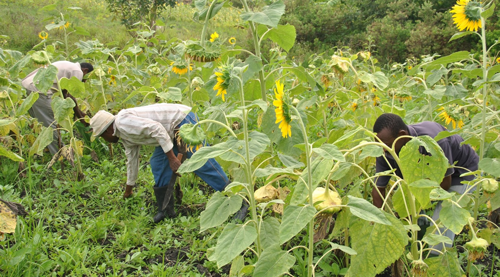 Farmers working at a sunflower demo farm as part of the training