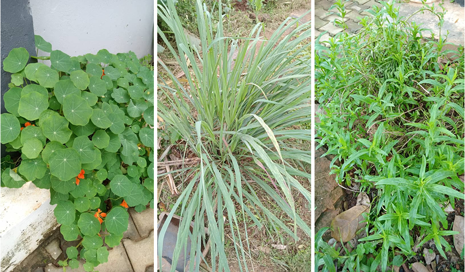 Some of the plant species with potential to repel mosquitos (Left to Right): Nasturtium (Tropaeolum majus), Cymbopogon citratus (Lemon Grass), and Tarragon (Artemisia dracunculus)