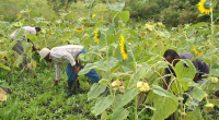 Empowering Smallholder Farmers in Climate Proofing Edible Oil Production in Mara Region - Tanzania